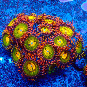 TC Zoanthus Buttkisser Colonia