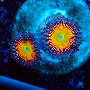 TC Zoanthus Vivid Rainbow