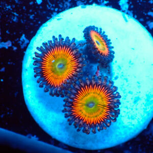 TC Zoanthus Vivid Rainbow