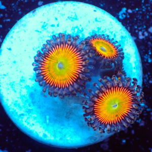 TC Zoanthus Vivid Rainbow