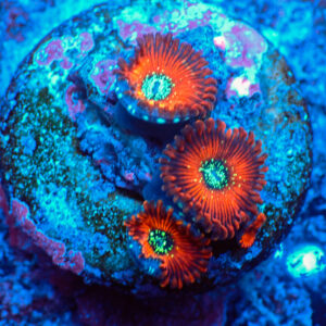 TC Zoanthus Red Magician