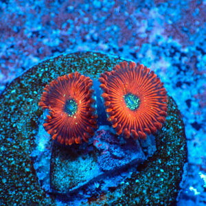 TC Zoanthus Red Magicians