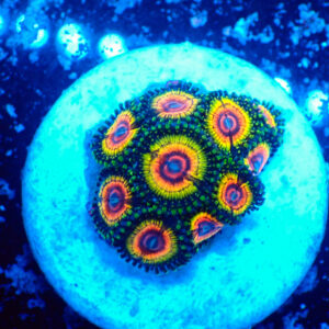 TC Zoanthus Rainbow Eclipse
