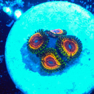 TC Zoanthus Rainbow Eclipse