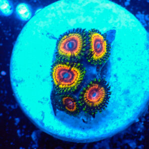 TC Zoanthus Rainbow Eclipse