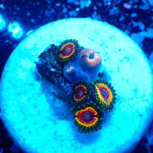 TC Zoanthus Rainbow Eclipse