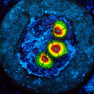 TC Zoanthus Little Shop of Horrors