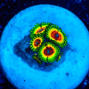 TC Zoanthus Little Shop of Horrors