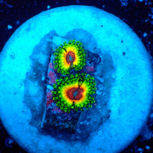 TC Zoanthus Little Shop of Horrors