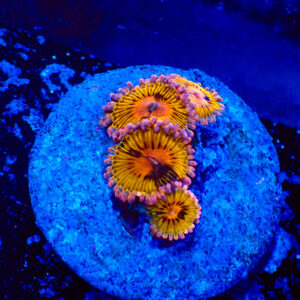 TC Zoanthus Chiquita