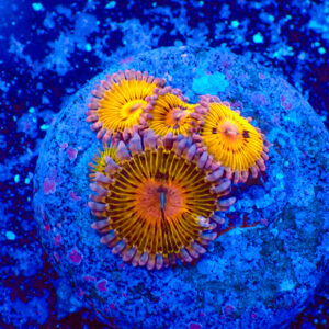 TC Zoanthus Chiquita