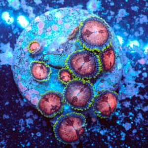 TC Zoanthus Space Monster