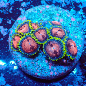 TC Zoanthus Space Monster