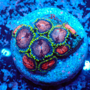 TC Zoanthus Space Monster