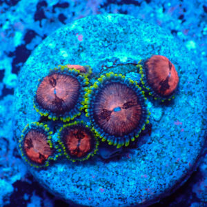 TC Zoanthus Space Monster