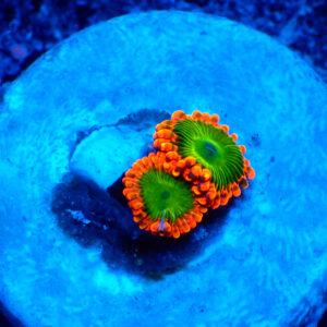 TC Zoanthus Electric Oompa Loompa