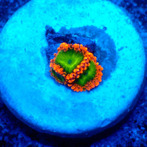 TC Zoanthus Electric Oompa Loompa