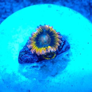 TC Zoanthus Stratocaster