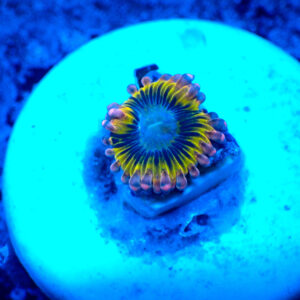 TC Zoanthus Stratocaster