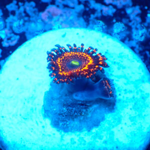 TC Zoanthus Illuminati