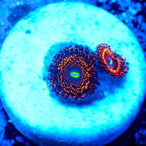 TC Zoanthus Illuminati