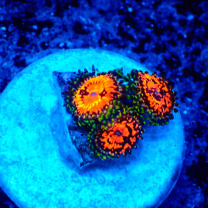 TC Zoanthus Flaming Brohican