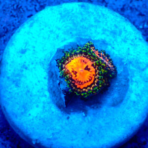 TC Zoanthus Flaming Brohican