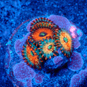 TC Zoanthus Seductions