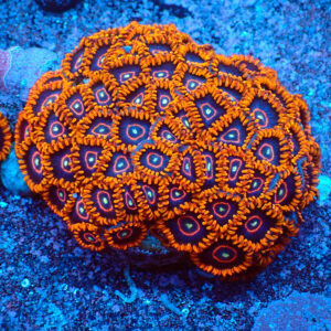 TC Zoanthus Red Hornets Colonia