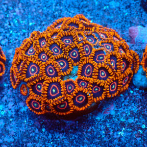 TC Zoanthus Red Hornets Colonia