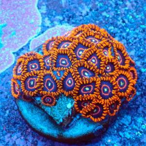 TC Zoanthus Red Hornets Mini Colonia