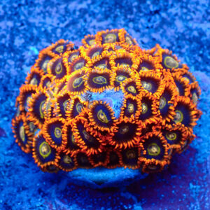 TC Zoanthus Rainbow Hornets Colonia