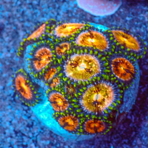 TC Zoanthus Nirvana Mini Colonia