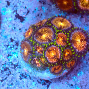 TC Zoanthus Nirvana Mini Colonia