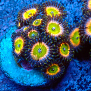 TC Zoanthus Tinkerbell