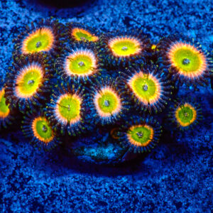 TC ZXoanthus Tinkerbell Mini Colonia