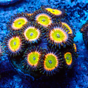 TC Zoanthus Tinkerbell Mini Colonia