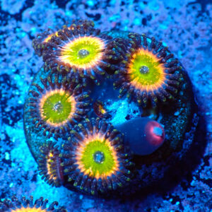 TC Zoanthus Tinkerbell