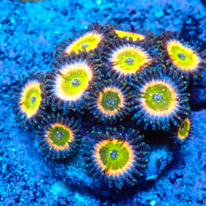 TC Zoanthus Tinkerbell Mini Colonia