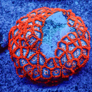 TC Zoanthus Super Mario Colonia