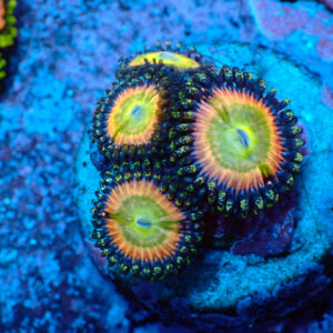 TC Zoanthus Candy Apple Rainbow