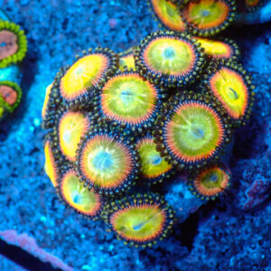 TC Zoanthus Candy Apple Rainbow mini colonia
