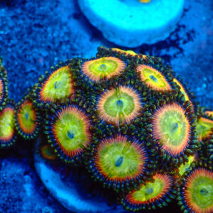 TC Zoanthus Candy Apple Rainbow mini colonia