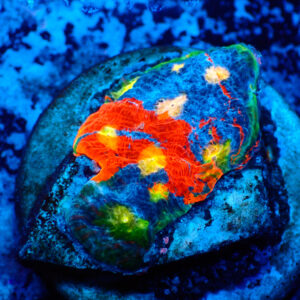 TC Chalice Flaming Bugatti