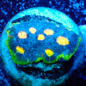 TC Chalice Flaming Bugatti