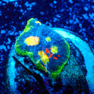 TC Chalice Flaming Bugatti