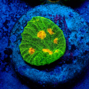 TC Chalice Space Invader