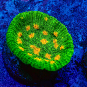 TC Chalice Space Invader