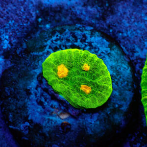 TC Chalice Space Invader