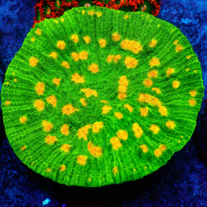 TC Chalice Space Invader Colonia